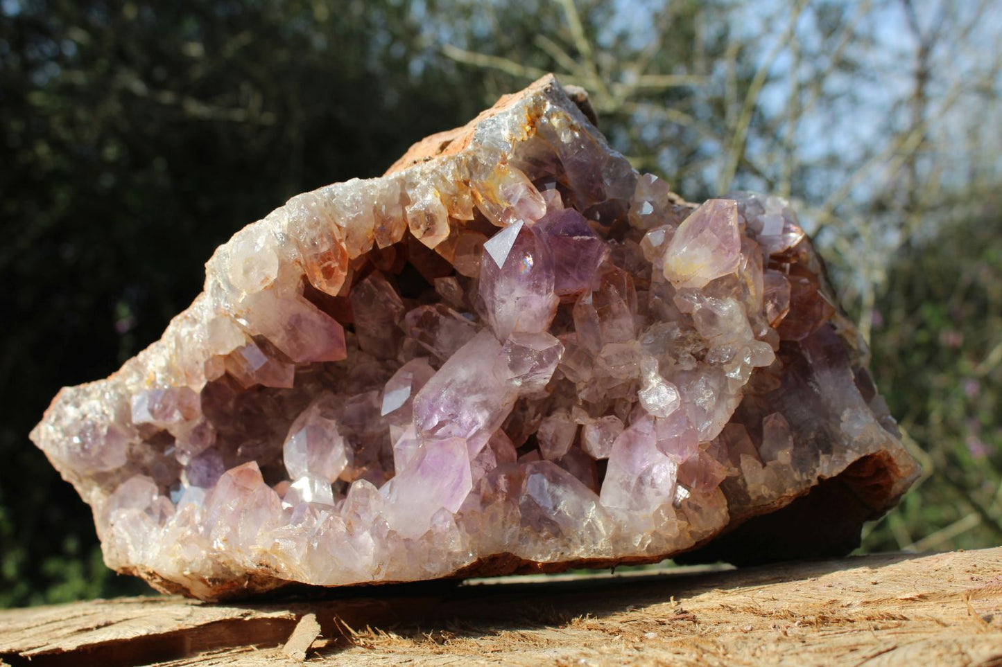 Zambian Amethyst geode extra large